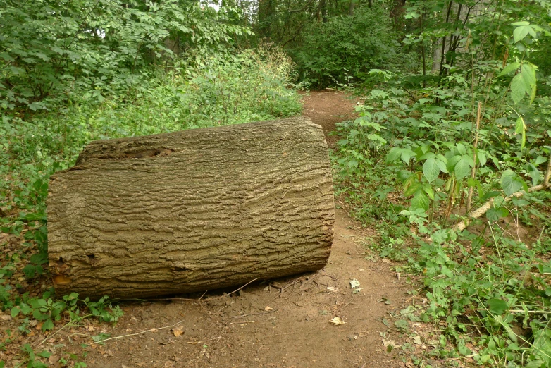 a large tree log on a trail in the woods