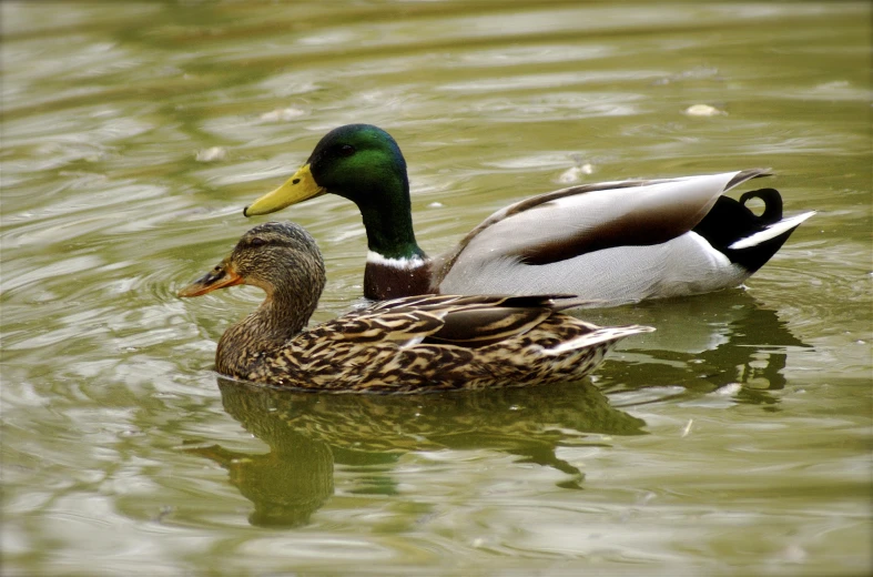 two ducks are floating in a lake together