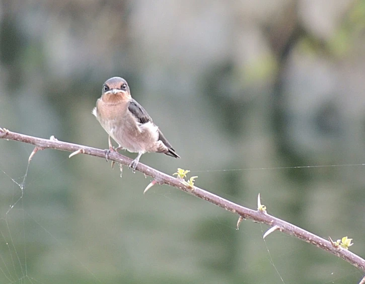 a small bird perches on a nch while looking around