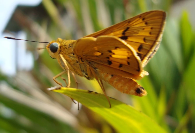 a large orange moth sitting on the tip of a plant