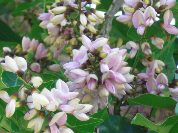 small pink flowers on a leafy tree in the sunlight