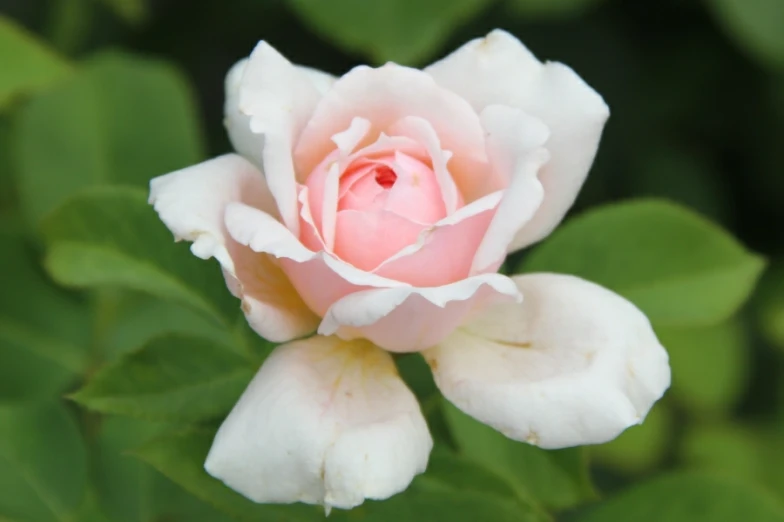 a small flower that is blooming near the leaves