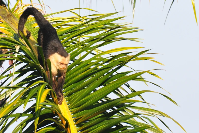 an animal climbing up the side of a tree