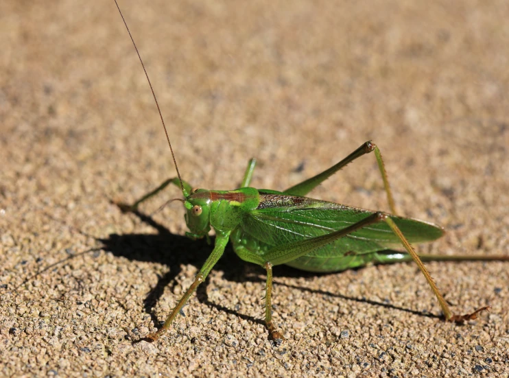 the grasshopper has very large antennae on its body