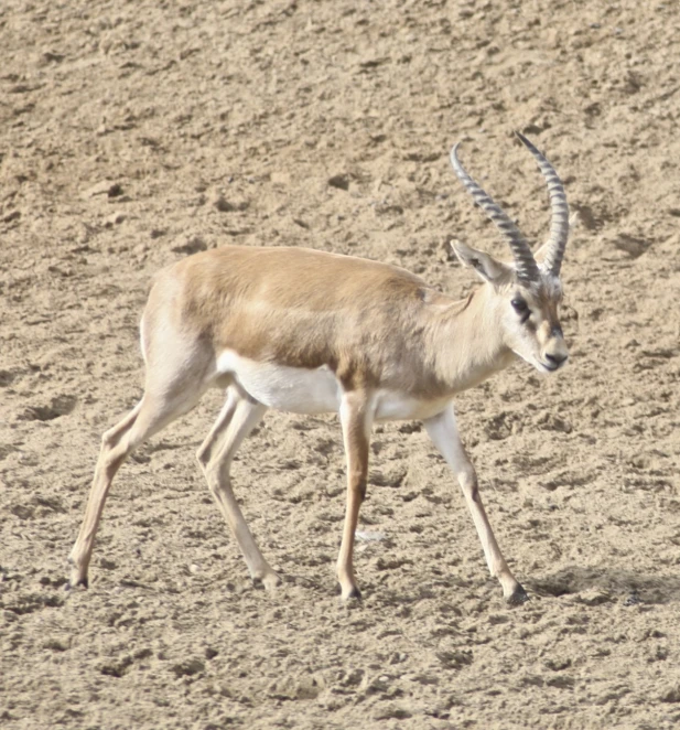 a brown and white animal walking on some dirt