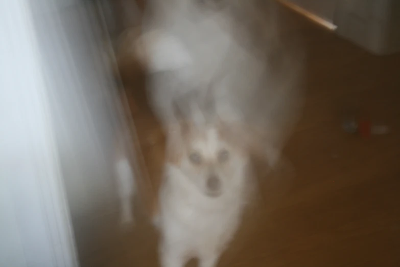 a blurry po shows the face and eyes of a dog in a house