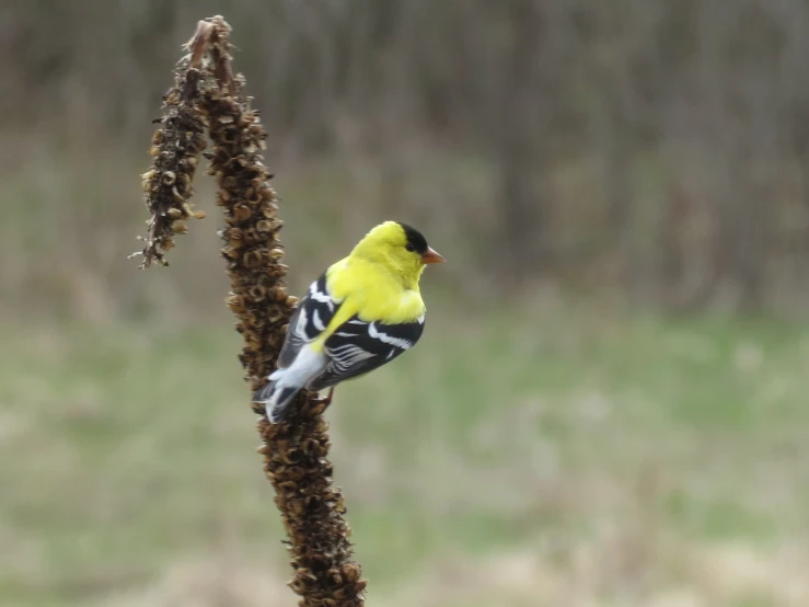 a yellow black and white bird sitting on top of a plant