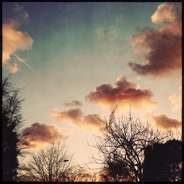 the silhouette of trees against an almost cloudy sky