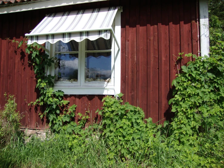 an open window sits in a wall of vines