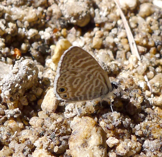 a small brown and white erfly on some rocks