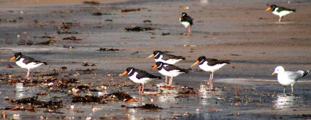 several birds that are standing in the water