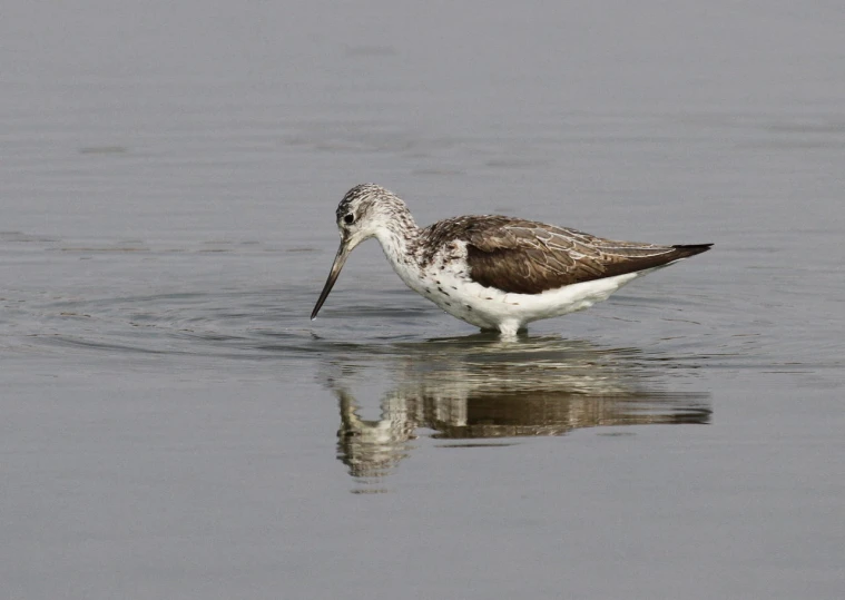 a small bird is wading through the water