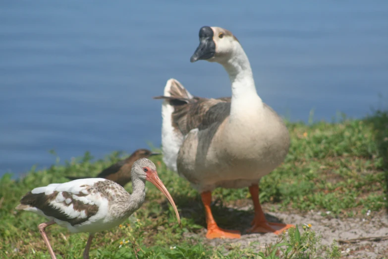 two white and grey birds on grassy area near water