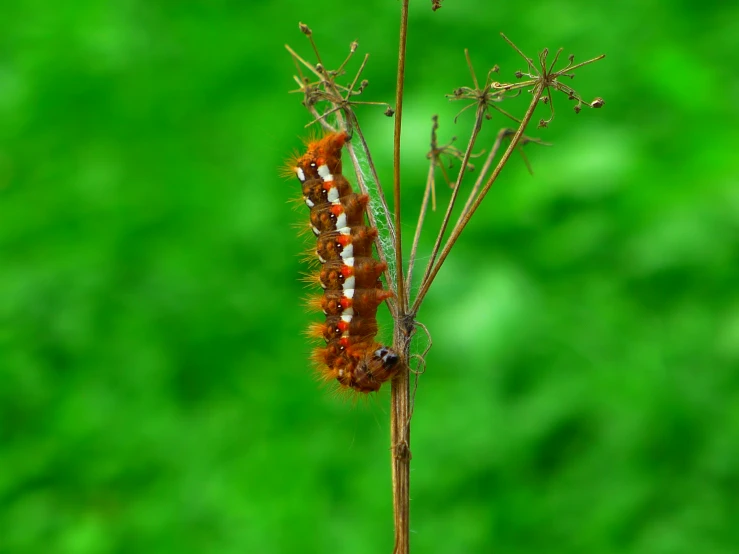 a insect is standing on a plant outside