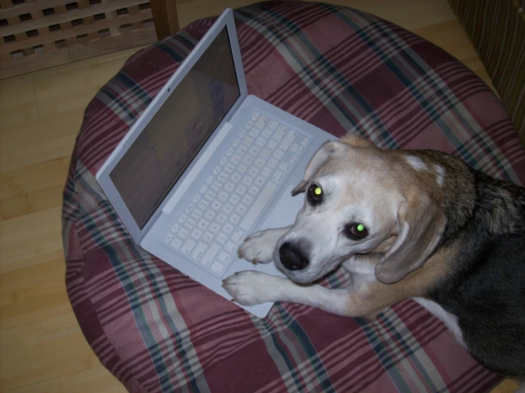 a dog with green eyes looking at a laptop