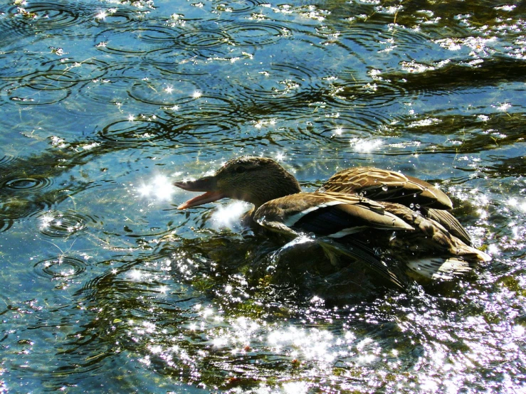 a close up of a duck in the water