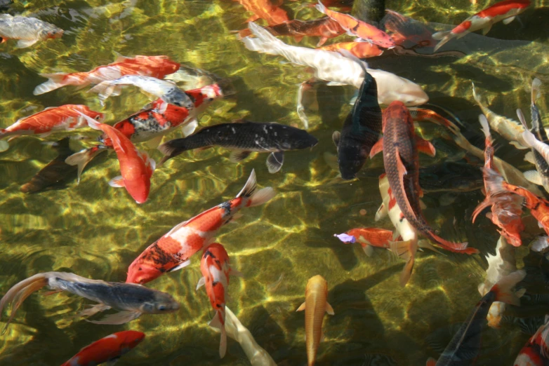 fish swimming together in the water near the shore