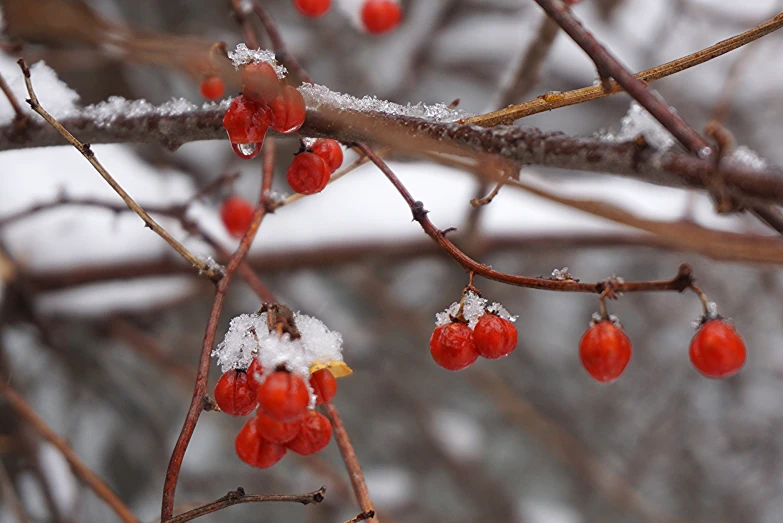 the small berries are covered in snow