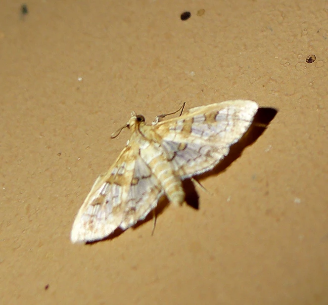 a moth rests on the ground in front of a persons eye view