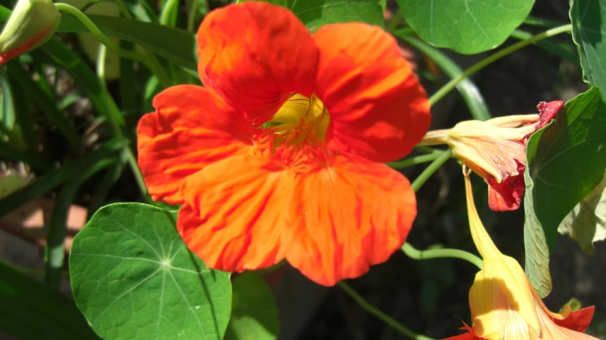 two bright orange flowers in a green garden