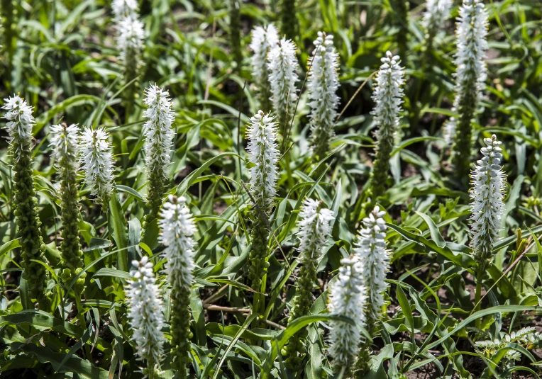 some white flowers that are in the grass