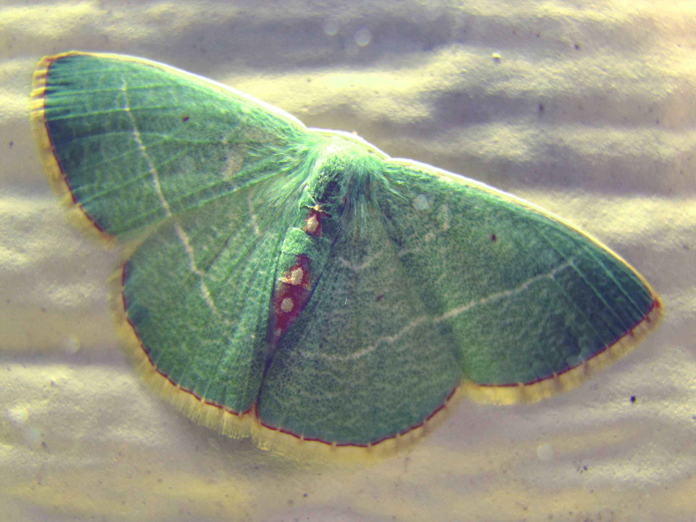 a green erfly resting on a white cloth