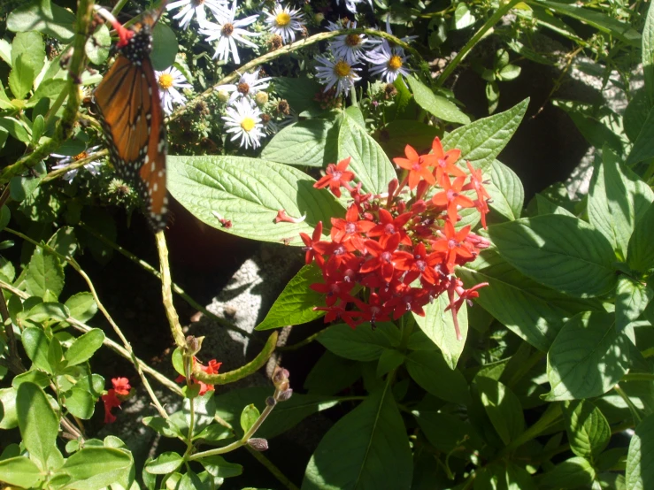 the erfly is on the flower, on the leaves