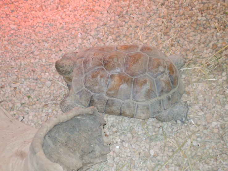 a turtle is laying on some gravel next to a turtle