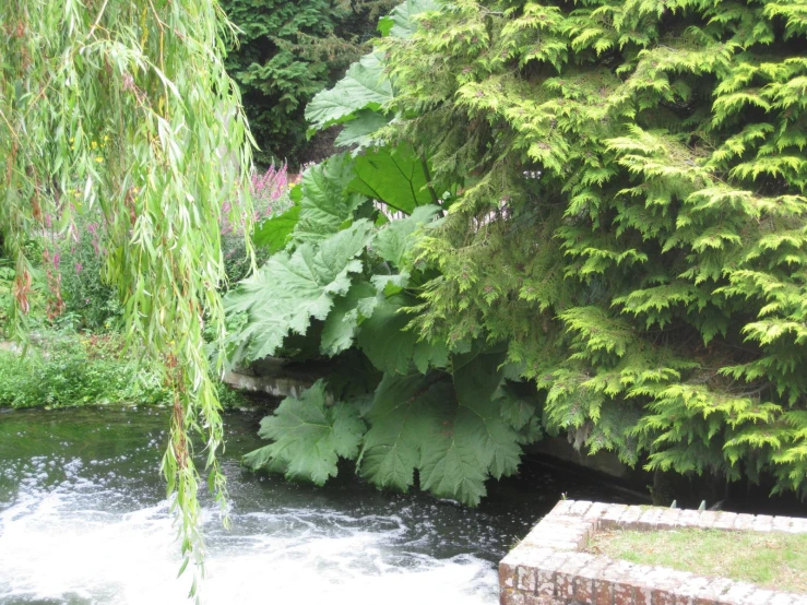 water gushing from a well flowing through a garden