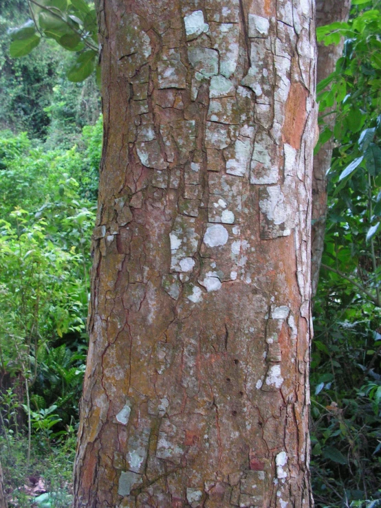 a close up image of bark on a tree