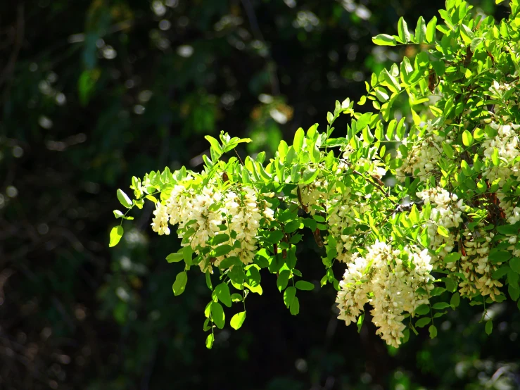 a bush is blooming with white flowers