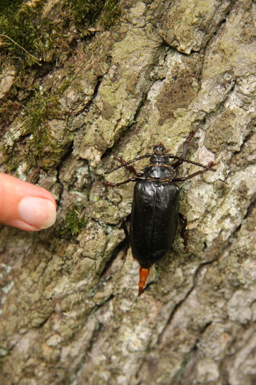 an insect sitting on a tree next to a finger