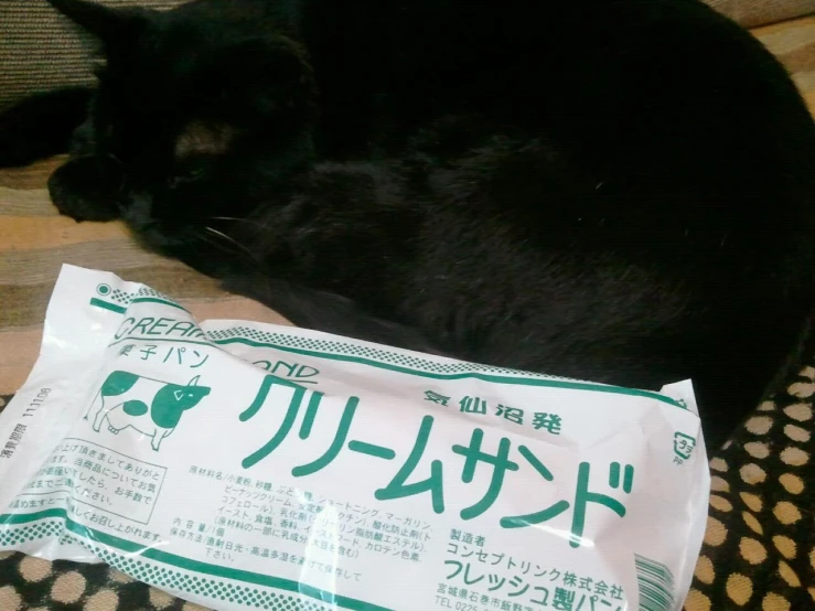black cat lying on pillow next to a bag