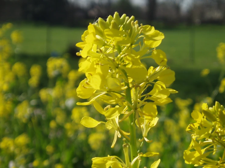 yellow flower in front of some green grass