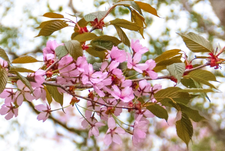 pink flowers on a tree with leaves and sky in the background