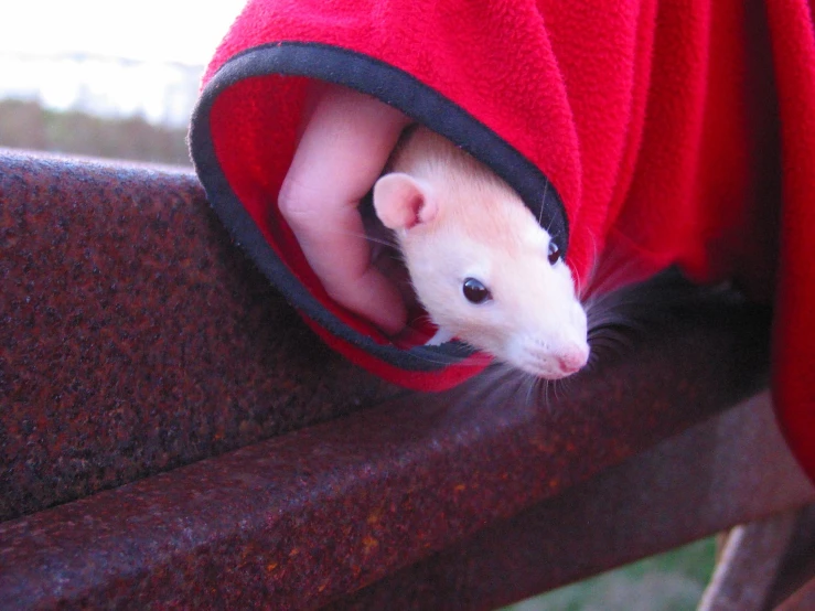 a small rat sitting inside of a persons'hood