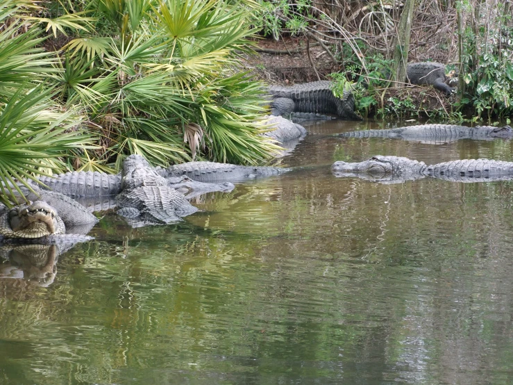 an alligator is near some green palm trees