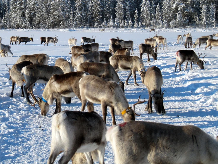 a herd of reindeer standing on top of a snow covered ground