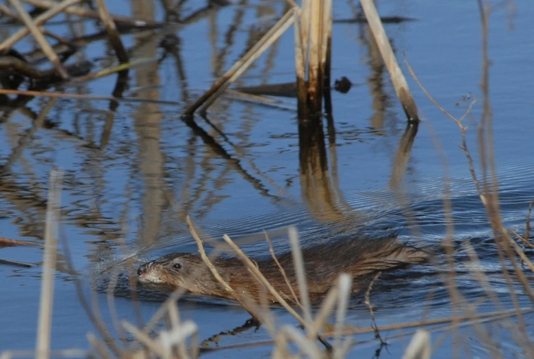 a brown animal floating in the water next to a lush green field