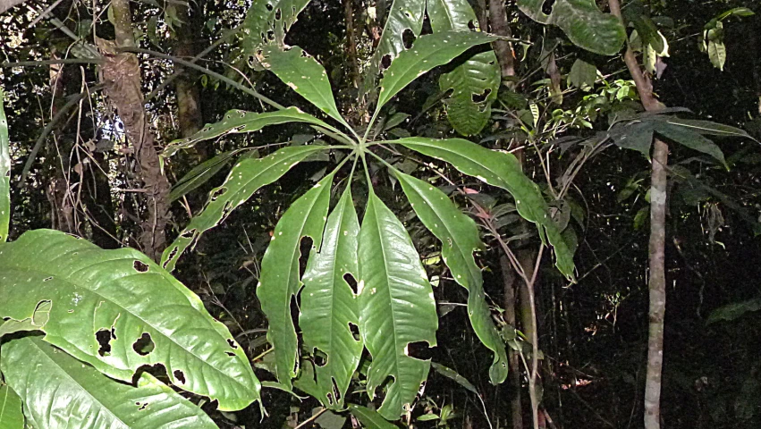 the tree has a lot of green leaves