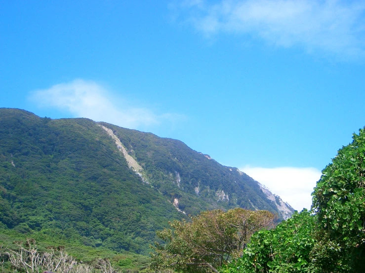 view of a hill near trees on sunny day