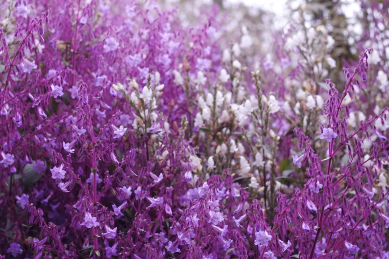 a bunch of purple flowers growing on top of a hill