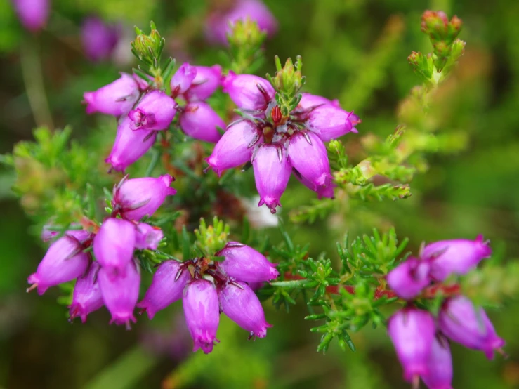 the flowers are bright pink and purple in this picture