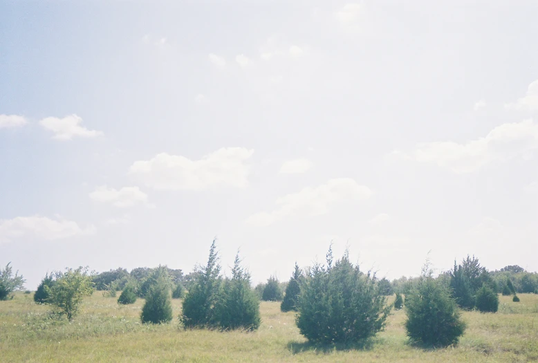 a herd of cows grazing on a lush green field