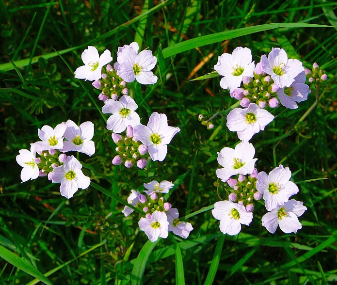 a group of flowers that are in the grass