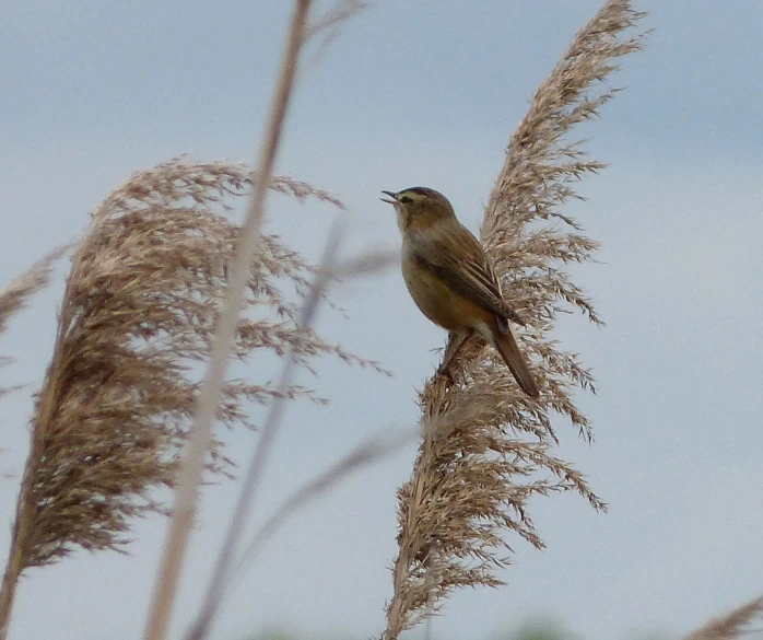 a bird sitting on top of some weeds