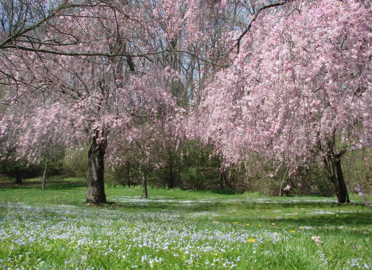 the beautiful, flowering pink tree in this meadow looks like it's blooming