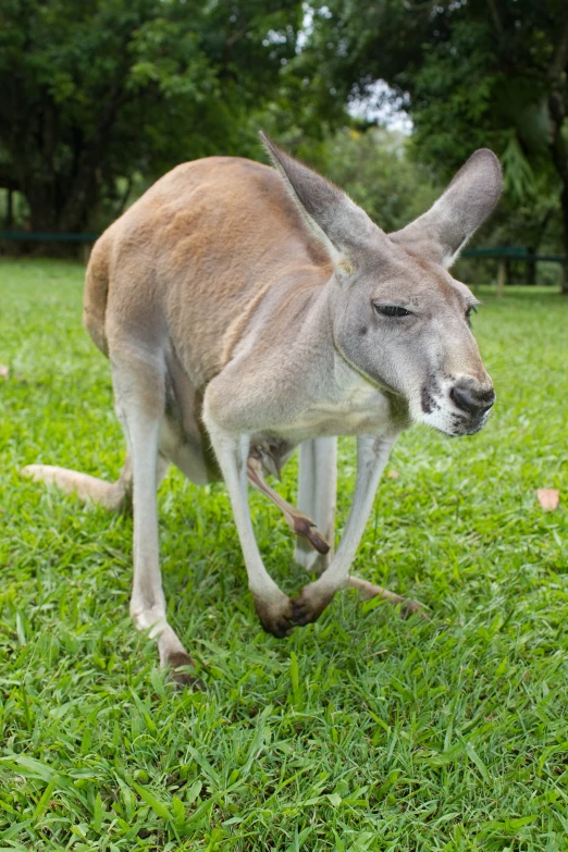 a kangaroo standing on top of a lush green field
