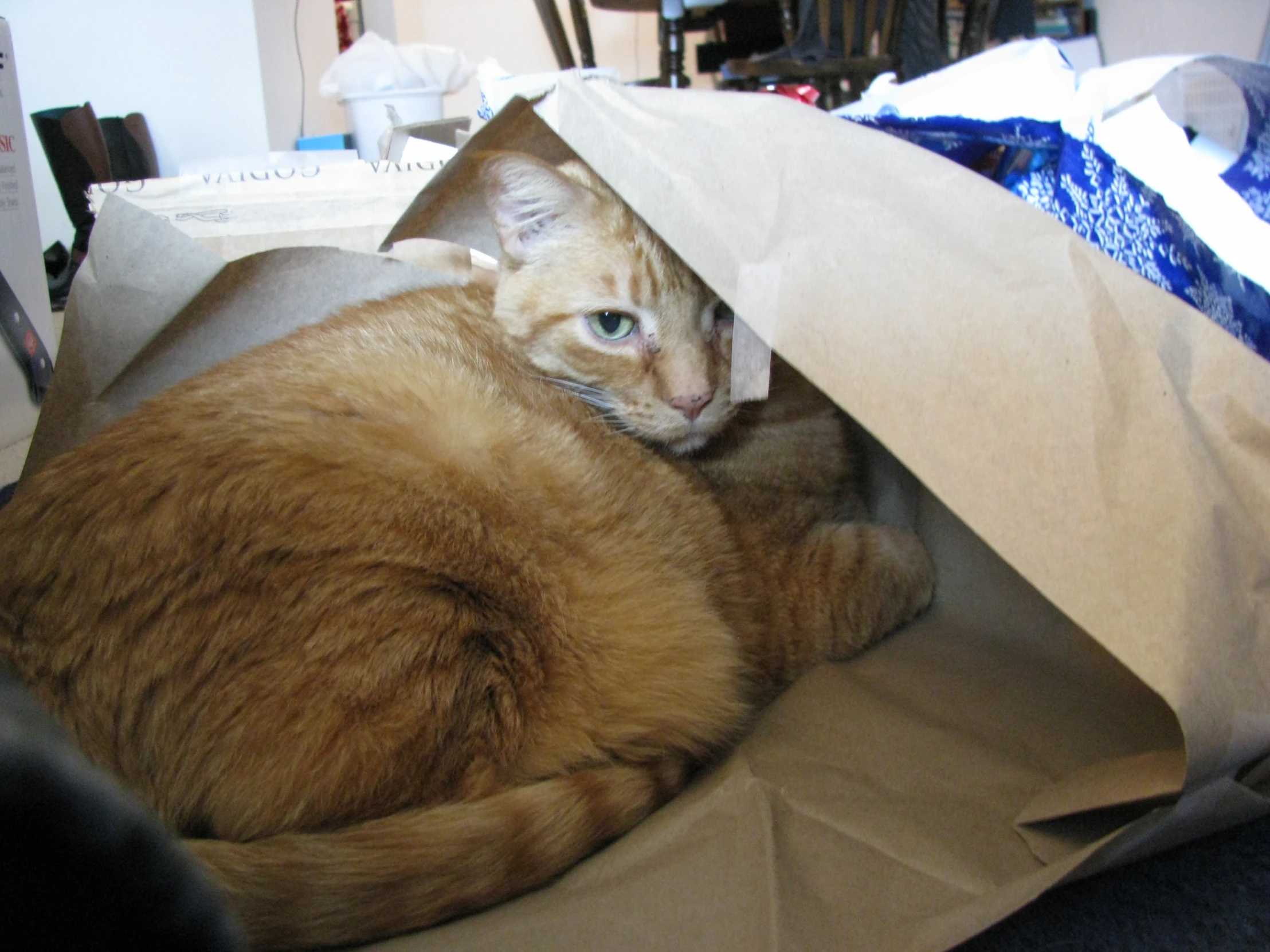 the cat is curled up in the paper bag