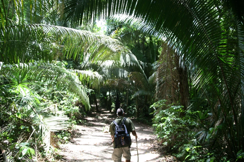 a man walks through a lush tropical setting